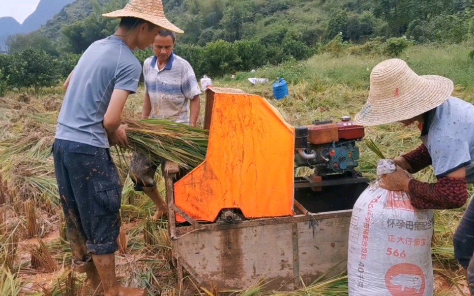 广西桂林山村用90年代打稻谷机,水田泥泞,争分夺秒抢收#十一回家