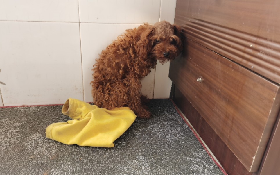 泰迪把衣服尿湿了,又成了流浪狗的模样,躲在墙角像个犯错的孩子