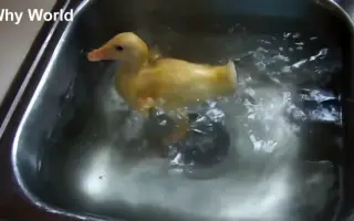 直接把鸭子下锅会怎样？搞笑的小鸭子视频合集！
