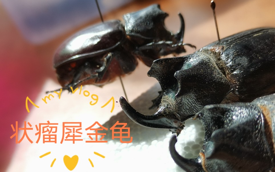 活动  状瘤犀金龟于巨木之下