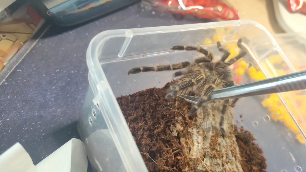 捕鸟蛛巴西金直间成体公 生活随手拍