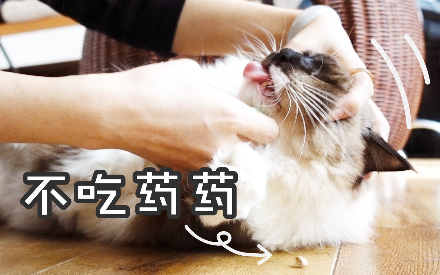 活动作品猫咪不肯吃药还滚地耍泼最后主人拿出喂药神器就不信治不了你
