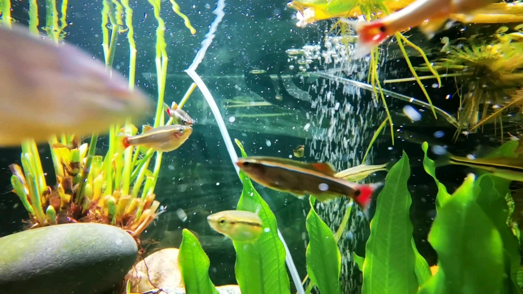 欢快的白云金丝&丽纹细鲫