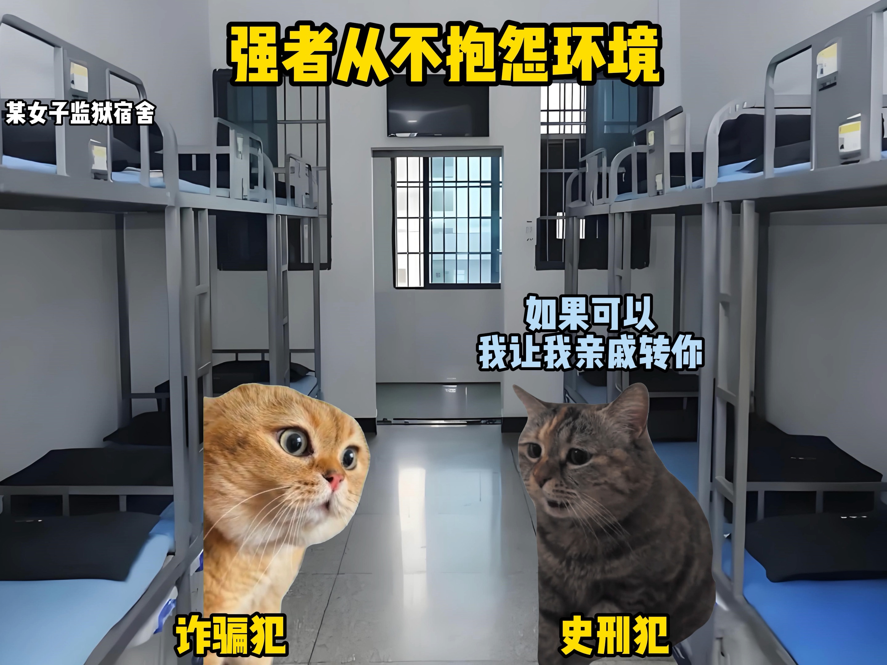 姐啊,我都这样了,你为啥还要骗我…-猫meme乐趣剧场V-猫meme乐趣剧场V-哔哩哔哩视频