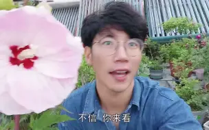 大花芙蓉葵 比岳云鹏脸都大的花 拍照神器 超级显瘦显脸小 超好养