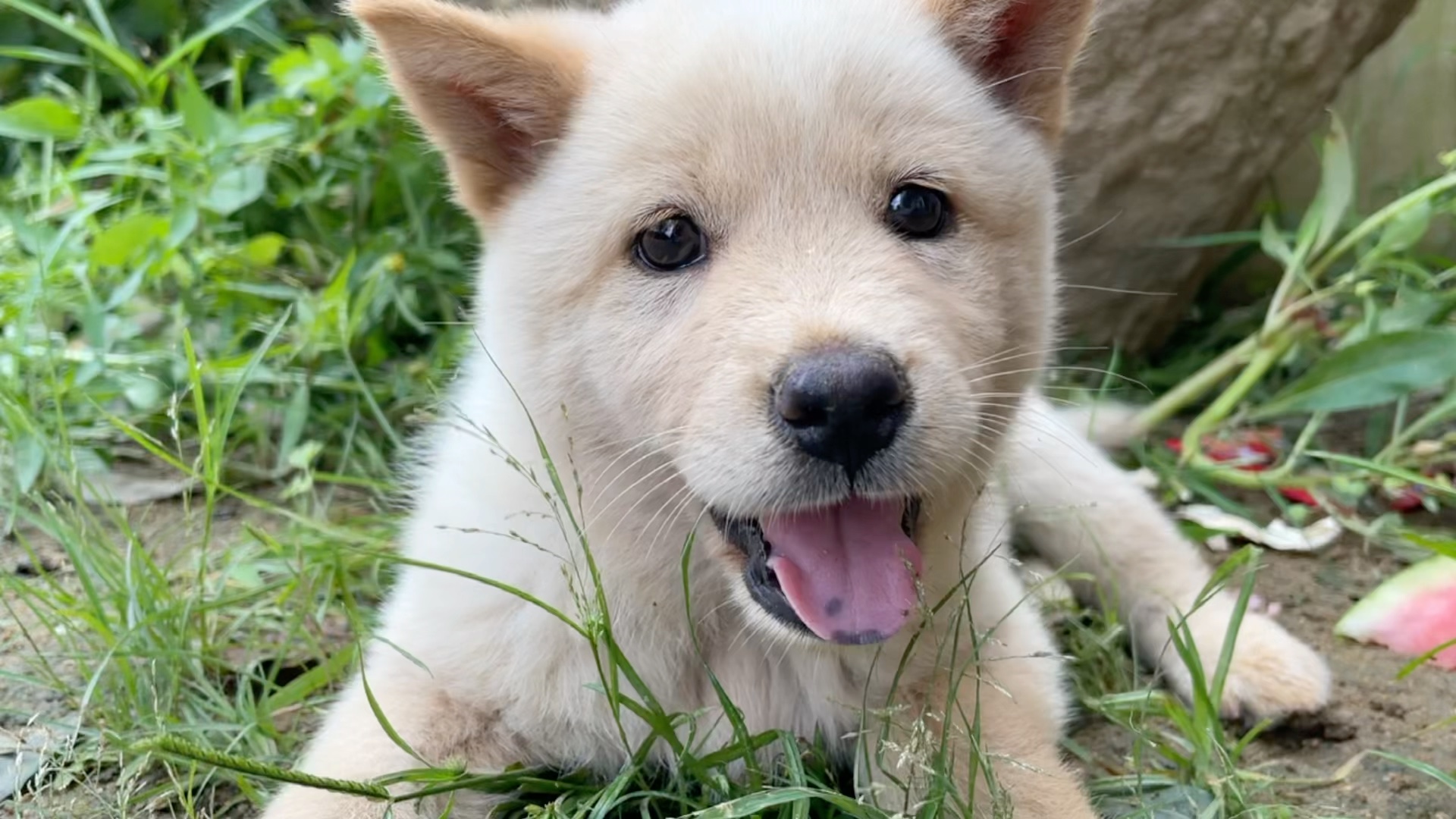 活动  给小白找了只可爱到犯规的童养媳小艾米,小白好像害羞了,转身就