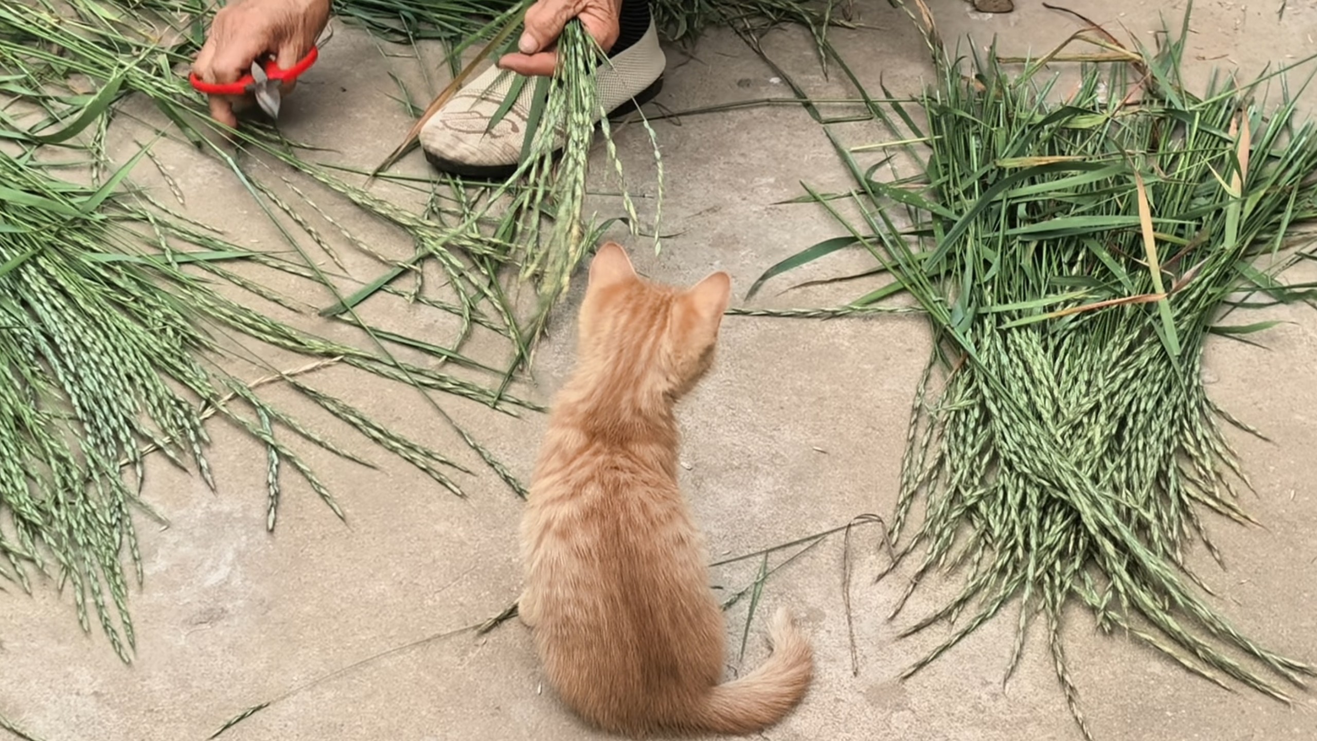 小猫: 嘿嘿嘿 姥姥干活我捣乱