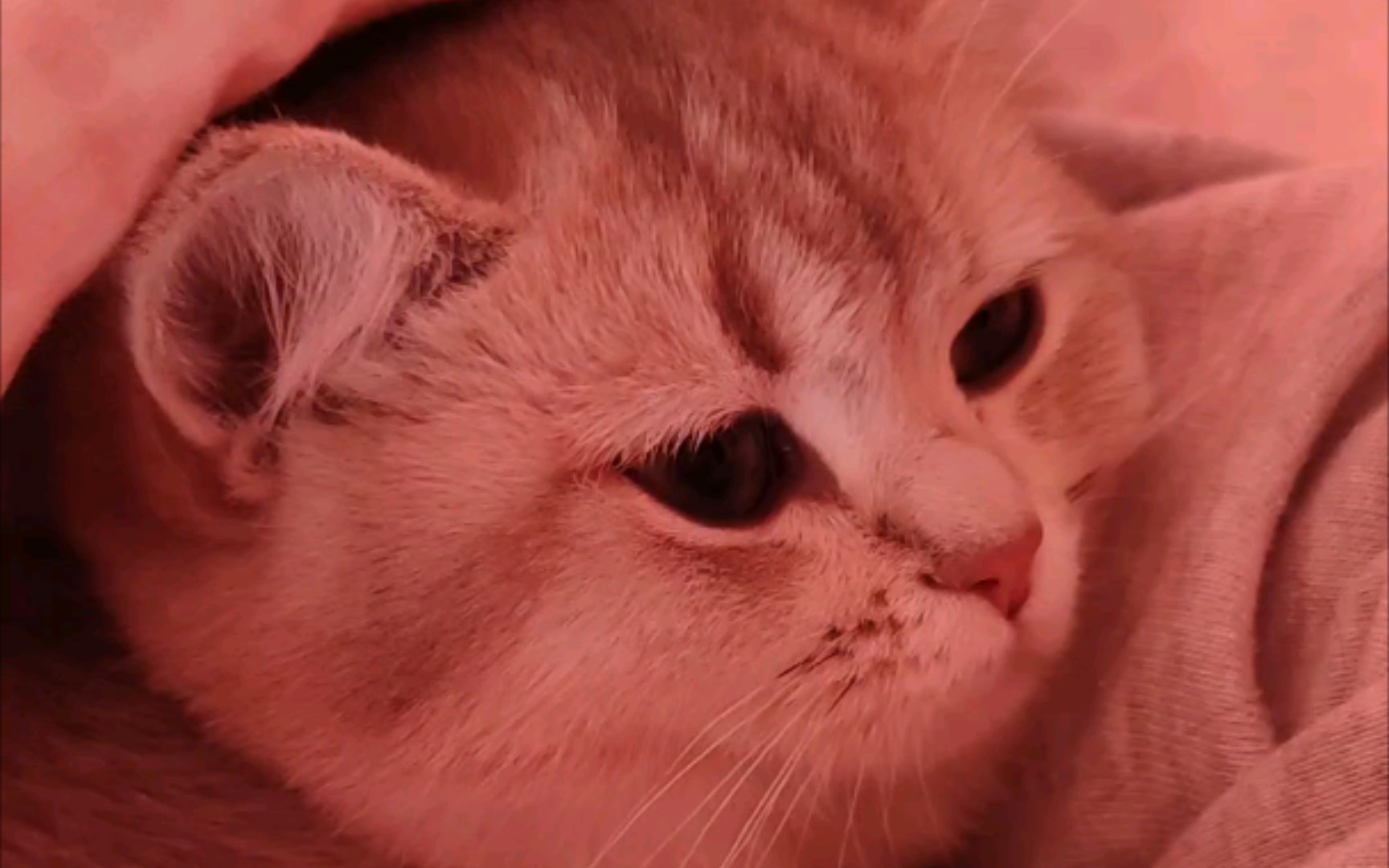 小猫咪陪人睡觉哼哼唧唧_哔哩哔哩 (゜-゜)つロ 干杯~-bilibili