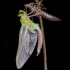 观察数天，6个多小时的拍摄，1576张照片，记录一只蜻蜓的华丽诞生