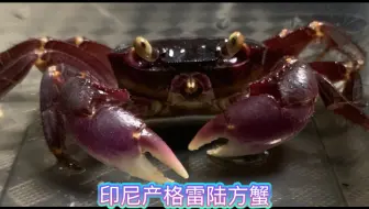 Youtube 南洋大兜虫vs格雷陆方蟹 哔哩哔哩 Bilibili