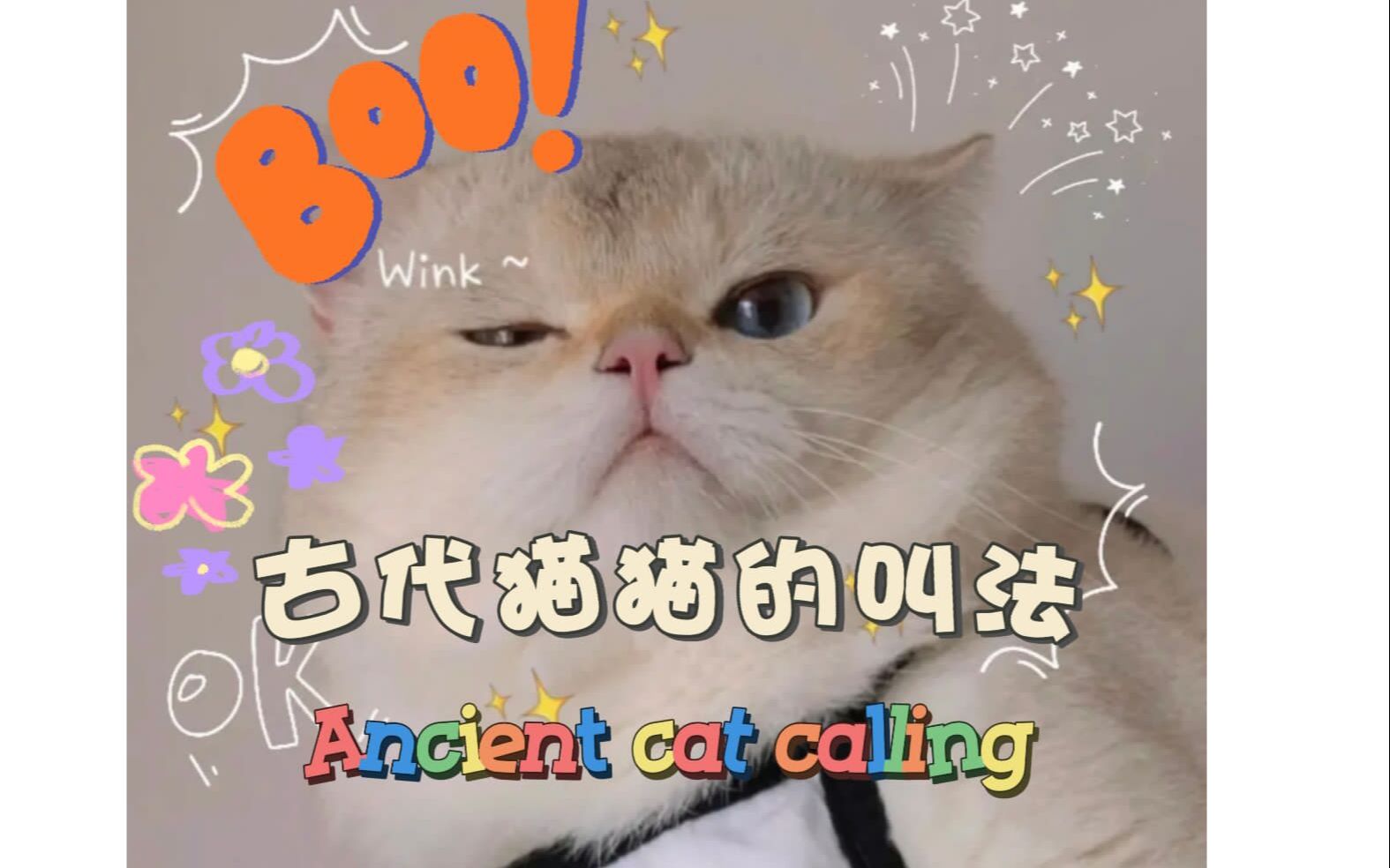 不同花色的猫猫在古代的称呼哔哩哔哩bilibili