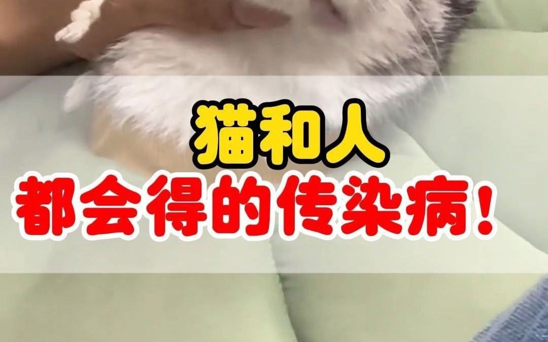 猫和人都会得的传染病!猫癣怎么办?哔哩哔哩bilibili