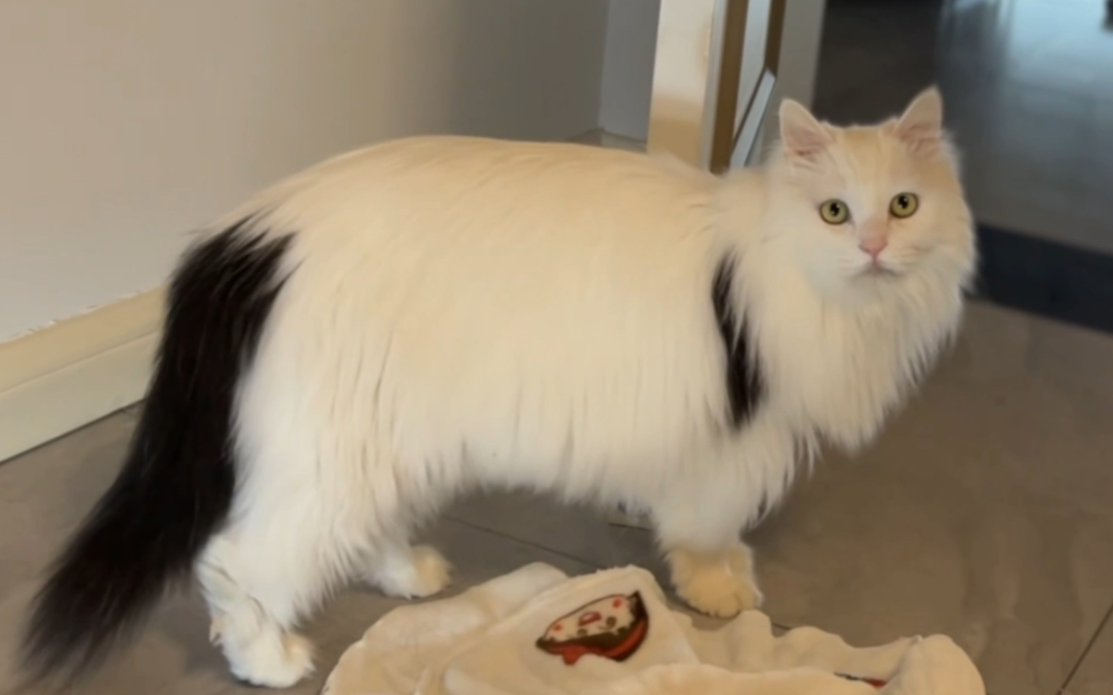 这猫真是猫傻力气大呜呜呜_哔哩哔哩_bilibili