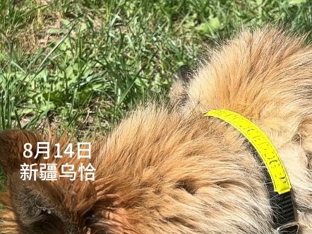 新疆乌恰:警犬助训员与退役警犬的再回首!8月14日,新疆克州乌恰县公安局警犬助训员看望因执行任务不慎受伤的退役警犬.警犬完美诠释从不敢置信到...