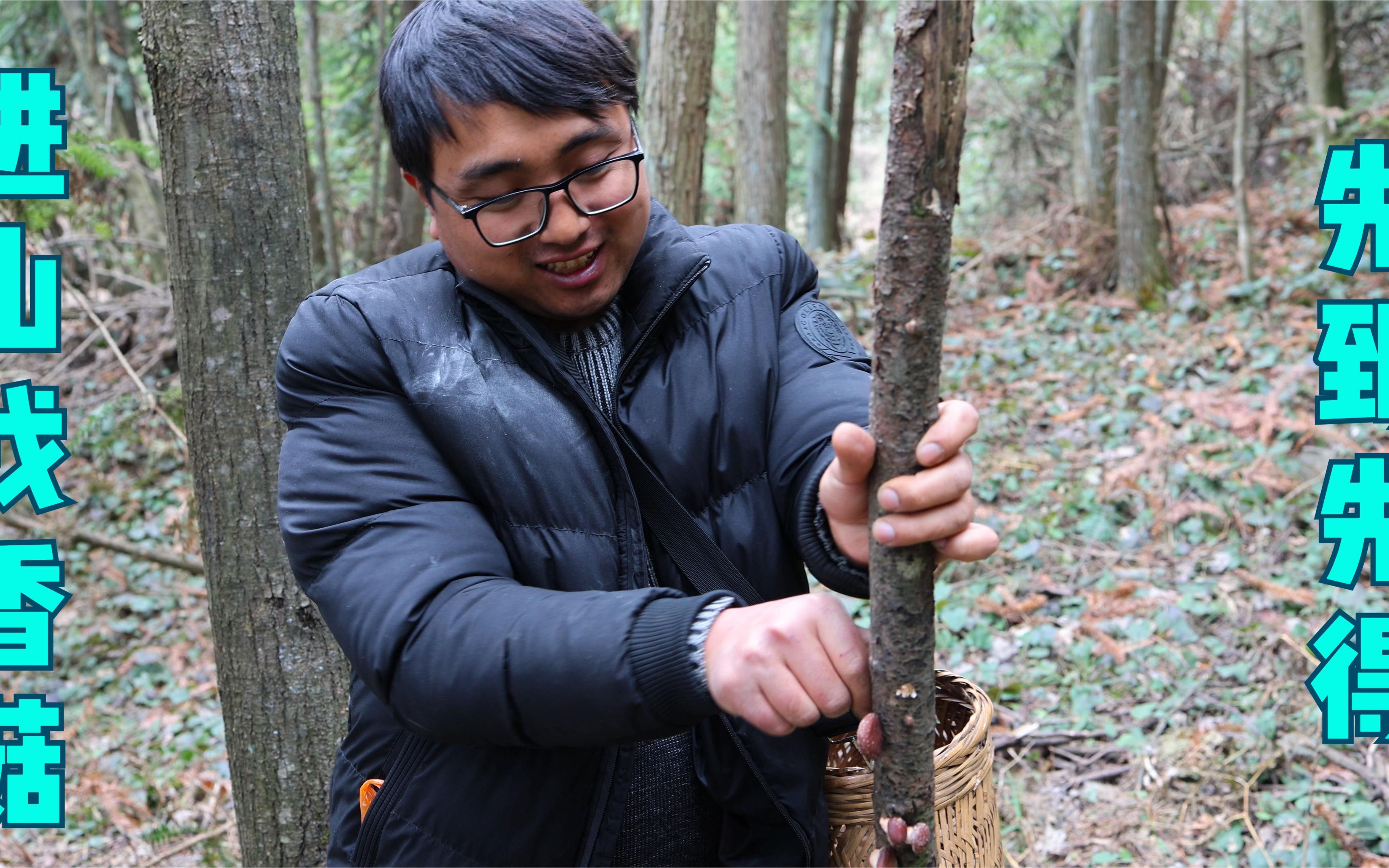 湘西大山雪终于融化了,冬宝进山找香菇,意外发现宝地,暗自窃喜