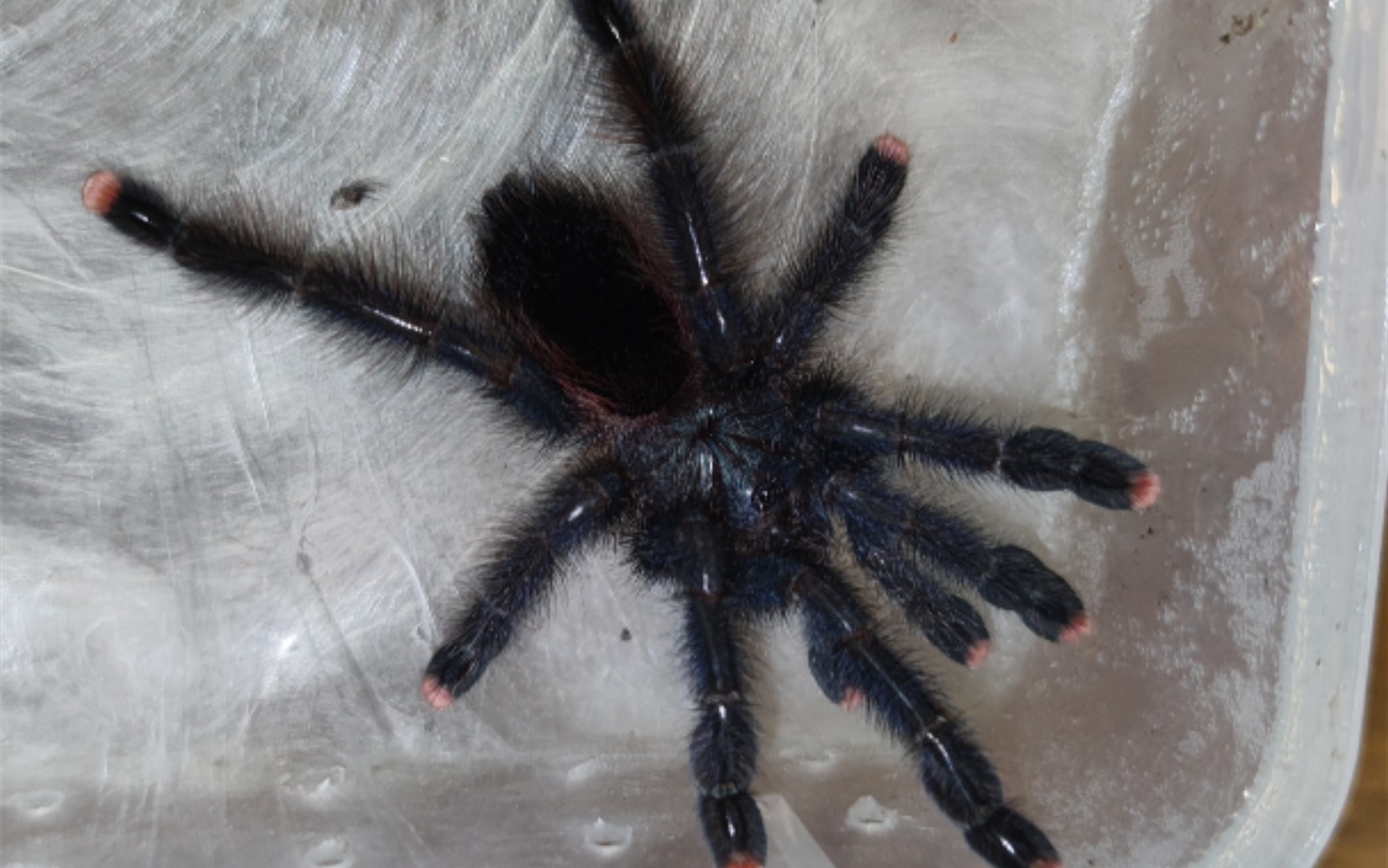 刚蜕皮的粉趾究竟有多美?