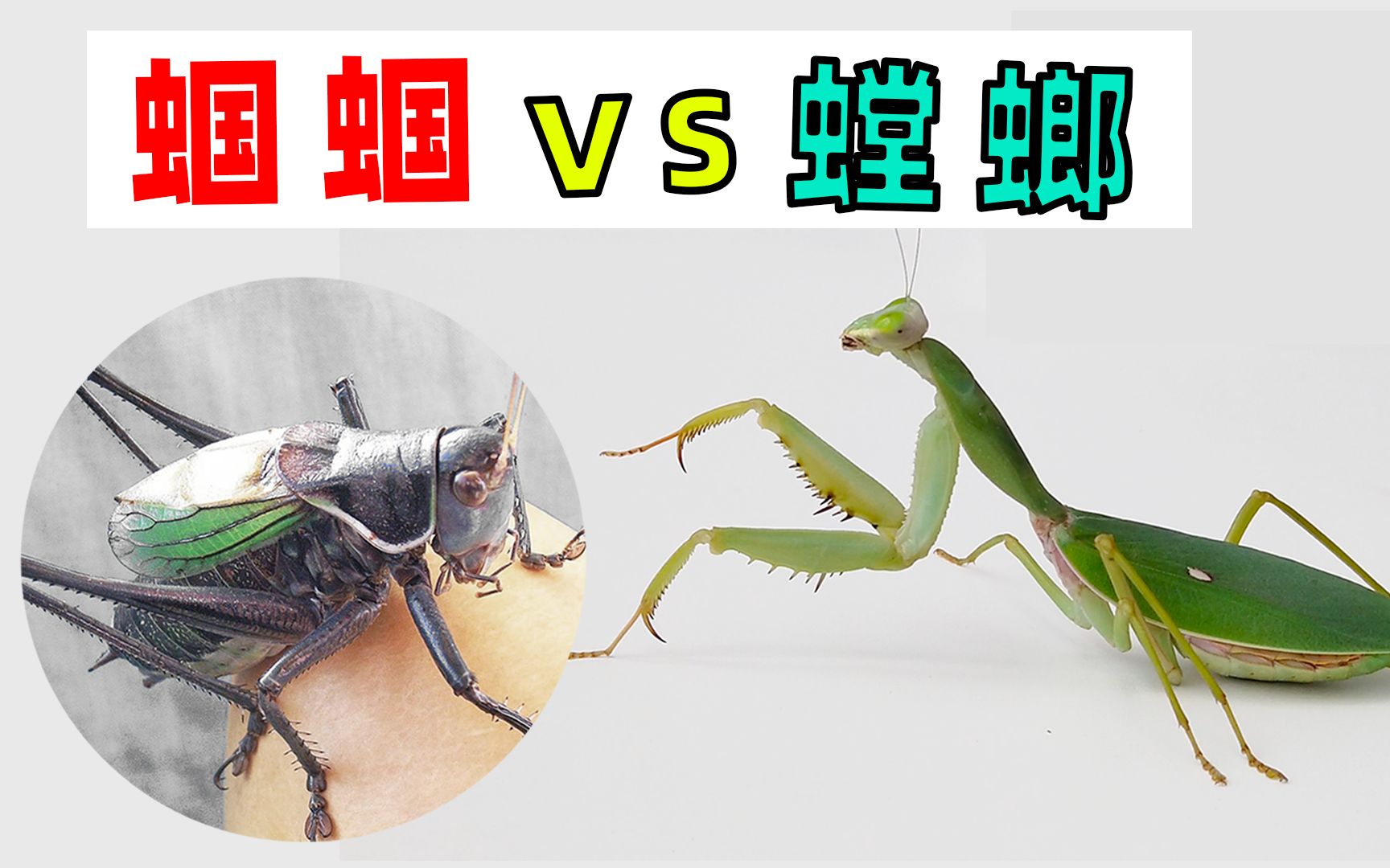 虫皇帝螳螂虾vs大田鳖图片