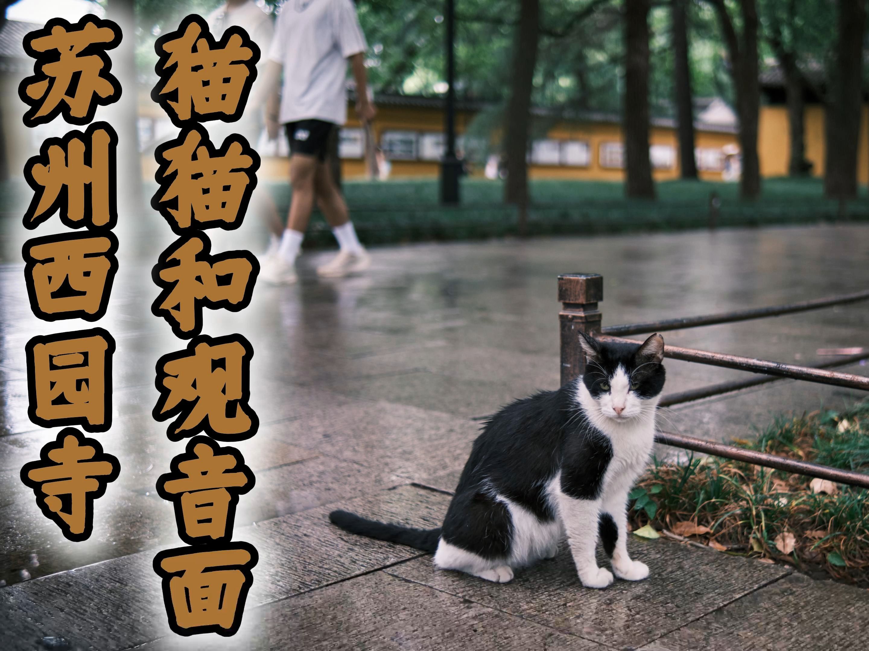 苏州西园寺猫猫和观音面哔哩哔哩bilibili