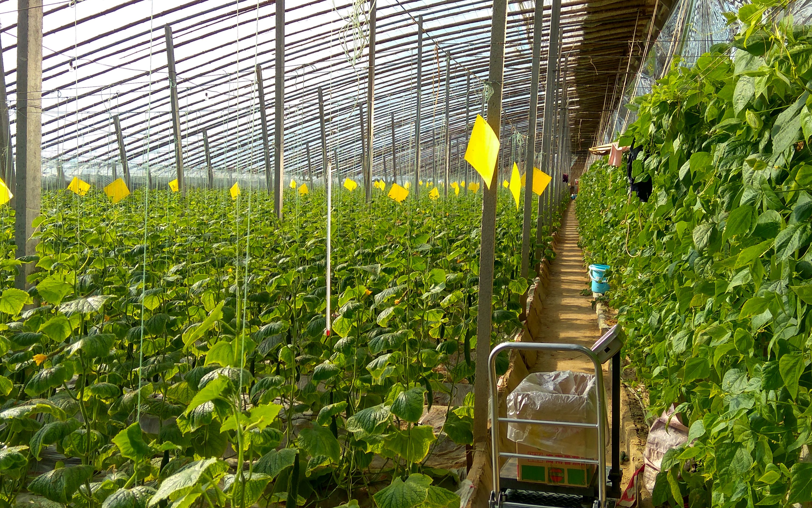 夏日绿色植物-苦瓜和黄瓜-我家大棚里