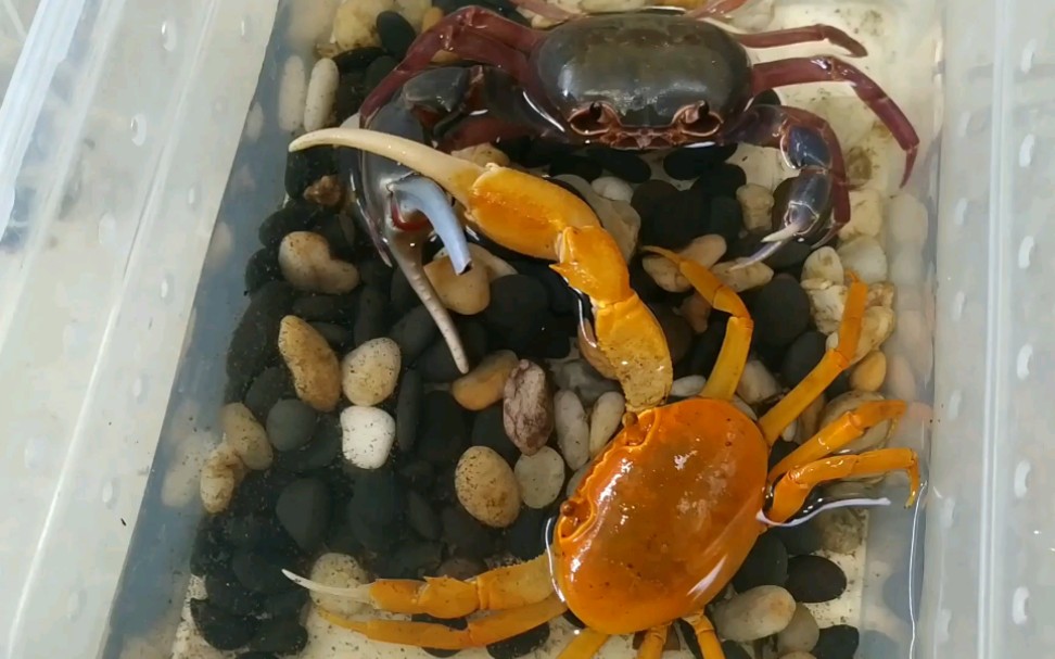 海南勾手蟹vs金勾手(勾手蟹内战)