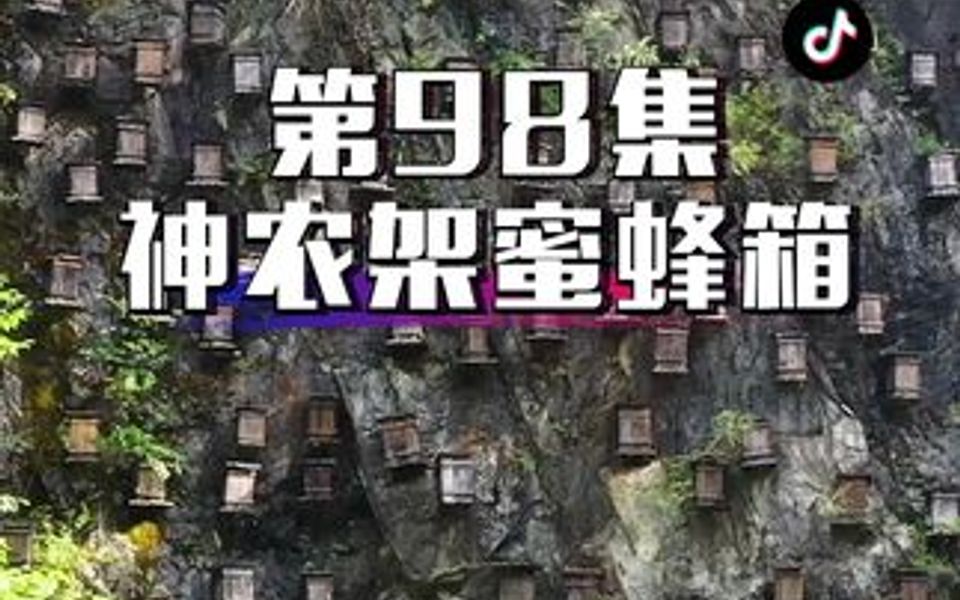 第98集 | 神农架官门山绝壁蜂巢,悬挂在深山峭壁上,也太震撼了,不愧是奇观 !哔哩哔哩bilibili