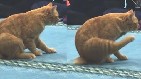 每日药闻 屁股痒的小猫 柚子木字幕组 哔哩哔哩 つロ干杯 Bilibili 每日药闻 屁股痒的小猫 柚子木字幕组 哔哩哔哩 つロ干杯 Bilibili