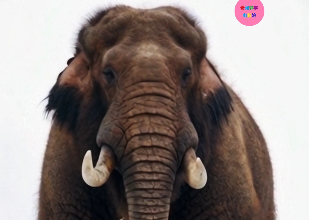 难得一见的传说中的北极长毛象