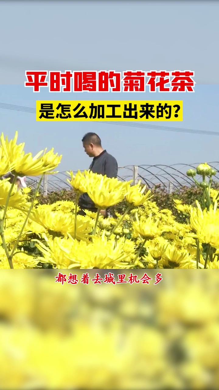 干菊花如何做出来的?今天带你了解一下!哔哩哔哩bilibili