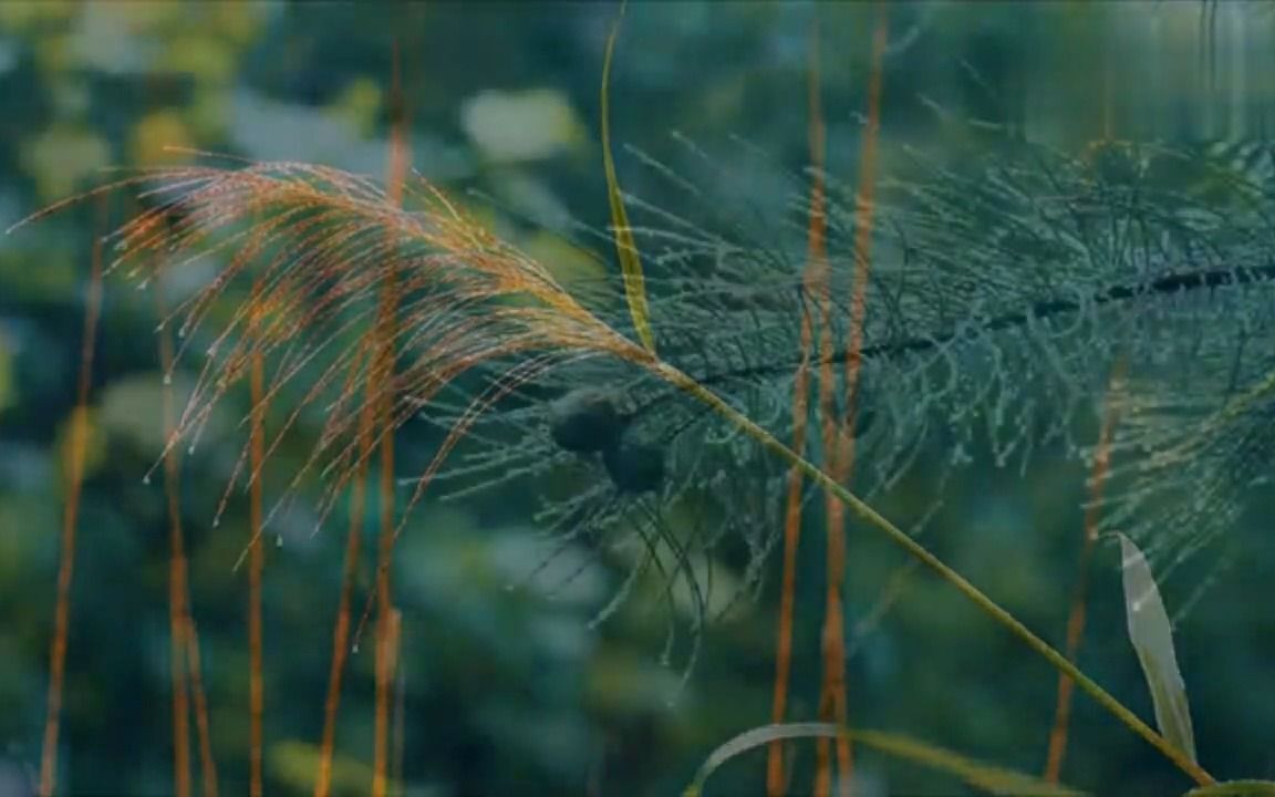 大自然音乐系列 6 轻风细雨 - 资源合集 - 小不点搜索