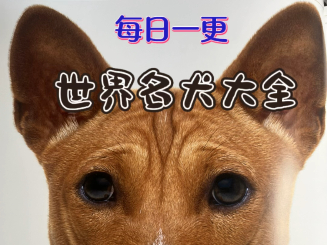 世界名犬大全——(一起看看会唱歌的狗狗吧)巴仙吉犬哔哩哔哩bilibili