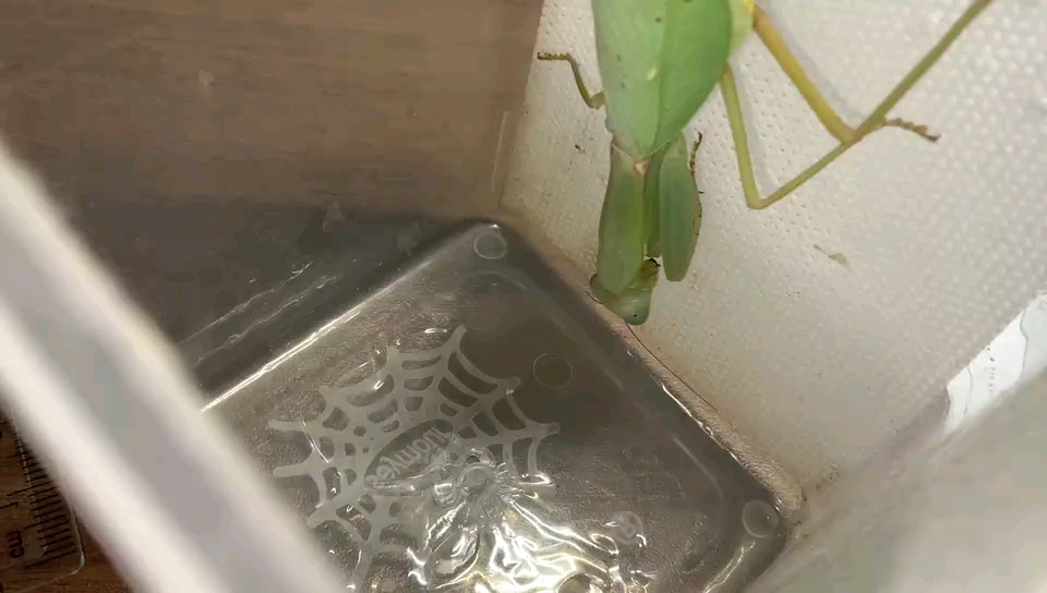 张氏斧螳(hierodula zhangi)处决杜比亚蠊