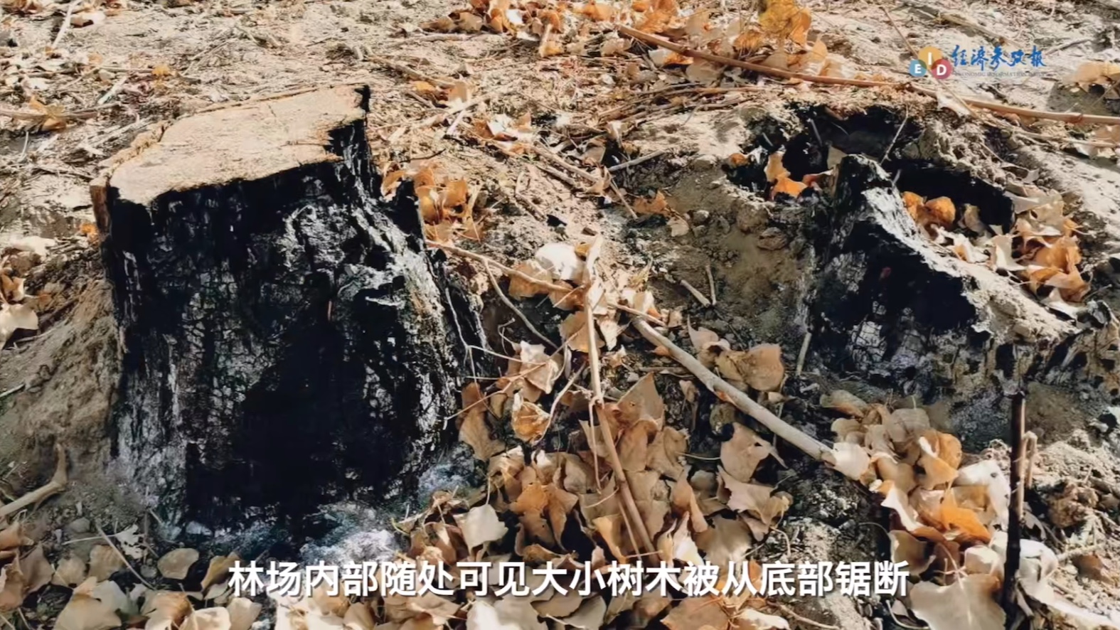 甘肃敦煌阳关林场遭砍伐殆尽河西走廊西北端完全暴露在沙漠之口