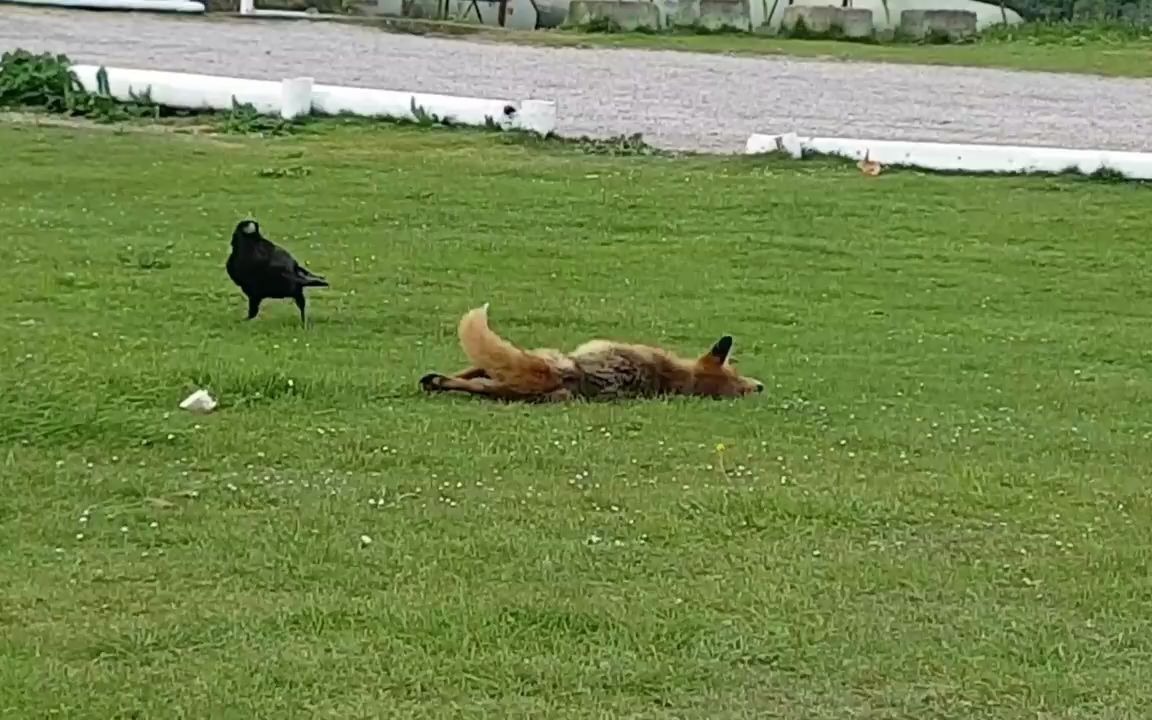 [图]Fox and raven best friends狐狸和乌鸦是最好的朋友