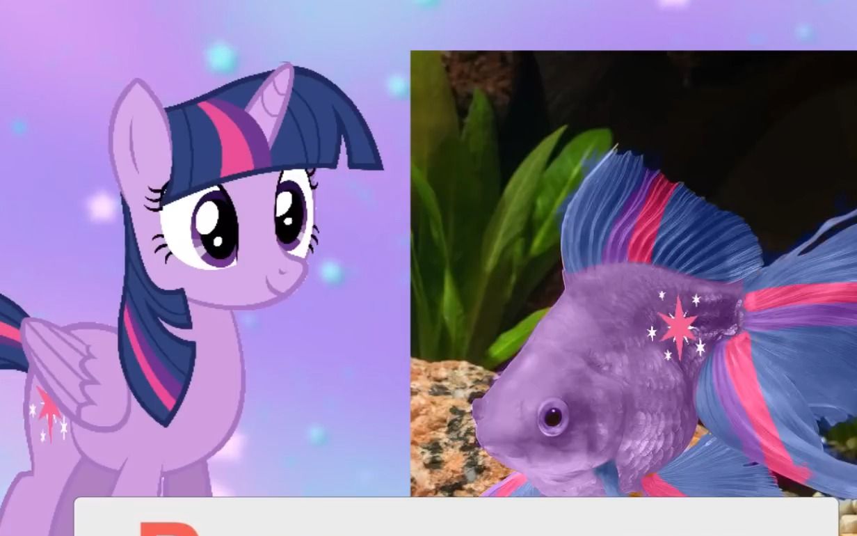 小马宝莉配色的金鱼也太好看了吧!