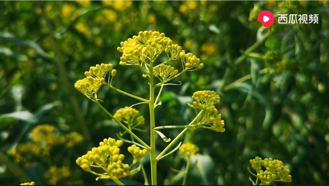 来看看板蓝根开花是什么样子~哔哩哔哩bilibili