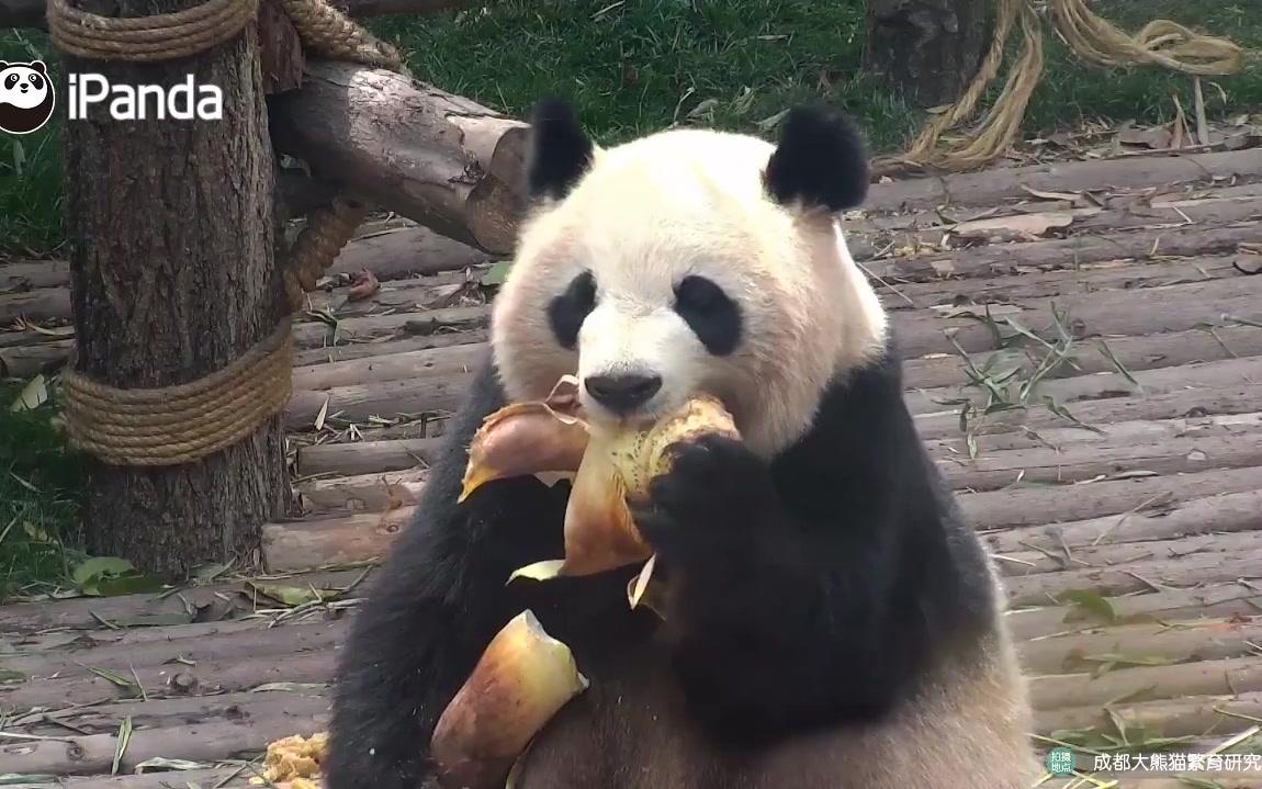大熊猫当然就要吃大竹笋