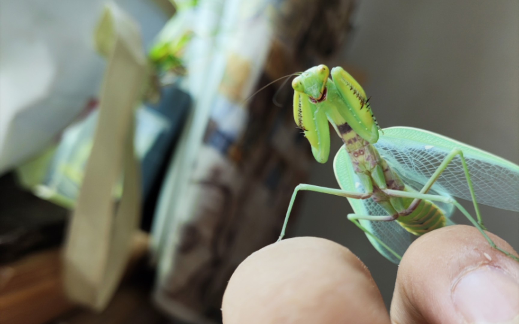 小群约马蜂困难捕食高加索斧螳