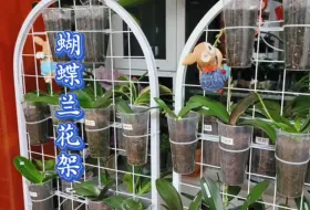 拍一下蝴蝶兰花架的整体状态，植料根据自己的养护习惯选就行