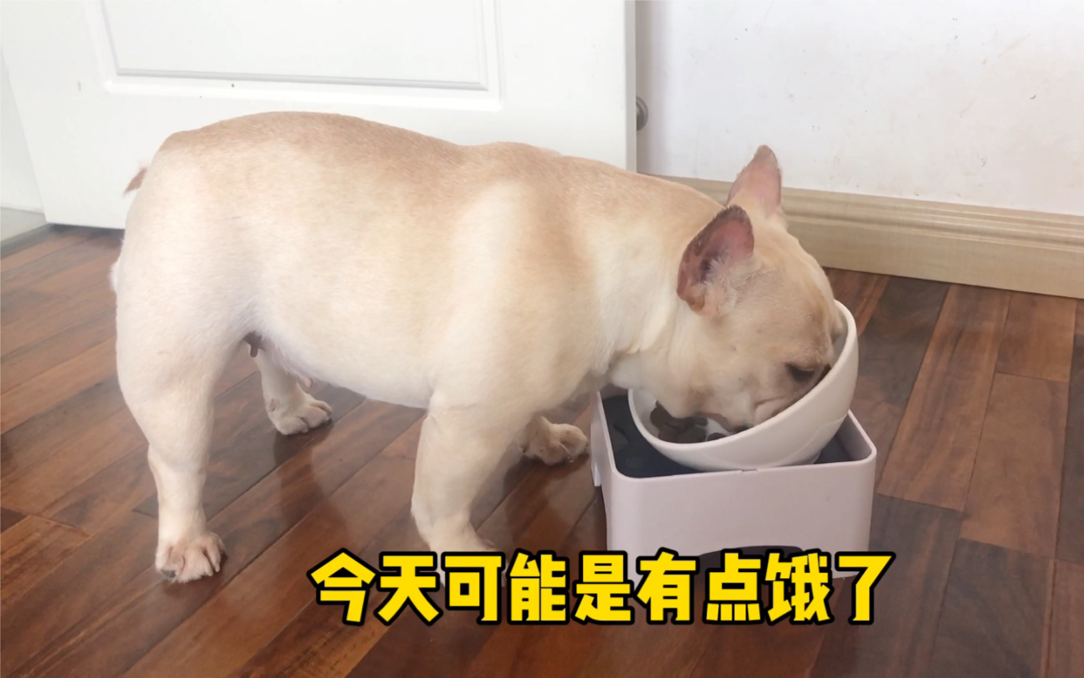 法斗两只小法斗吃饭一个细嚼慢咽一个狼吞虎咽吃完还要等着捡漏