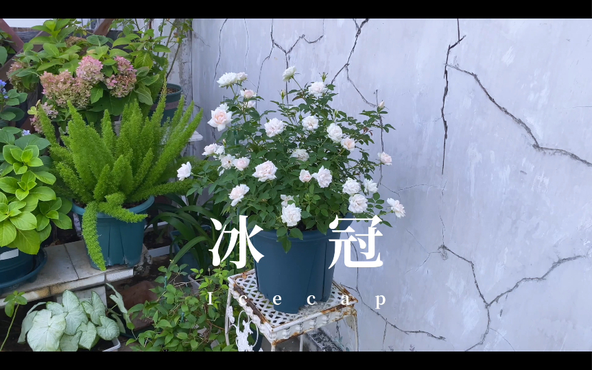 冰冠 icecap哔哩哔哩bilibili