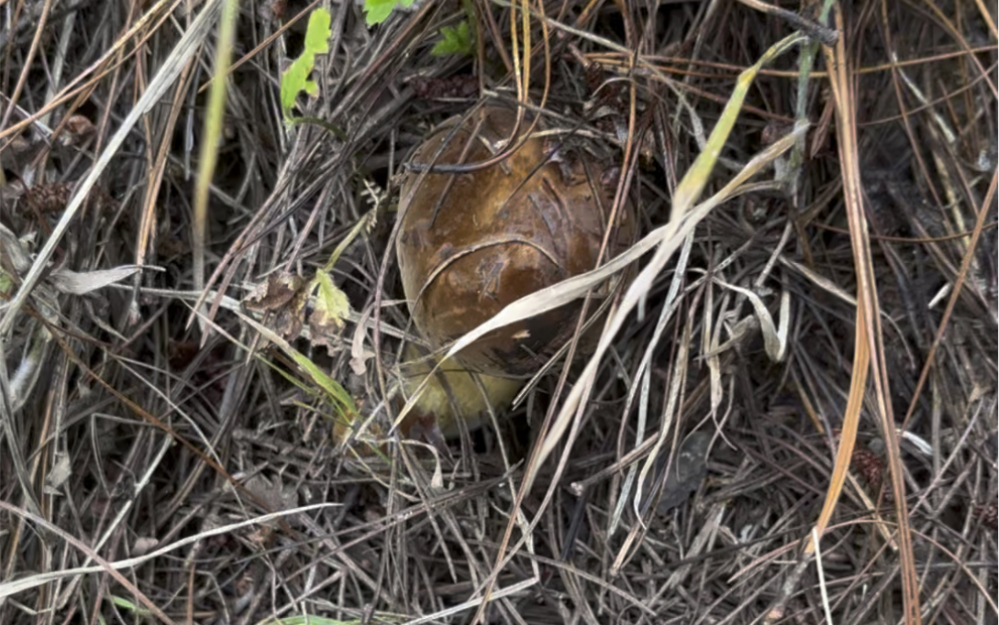 野生菌 黑牛肝_哔哩哔哩_bilibili