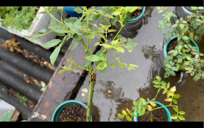 白嫖服务器:嫁接后的加百列vs未嫁接的路西法长势对比145