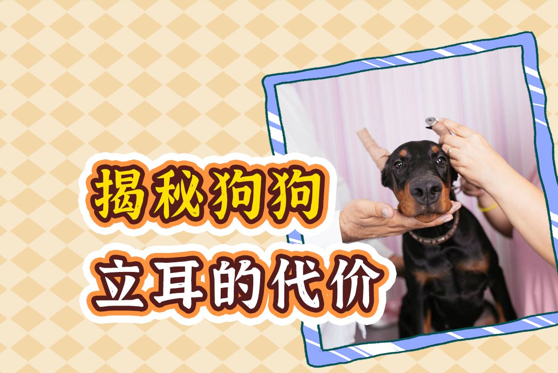 狗狗立起来的耳朵好看吗?剪出来的!哔哩哔哩bilibili