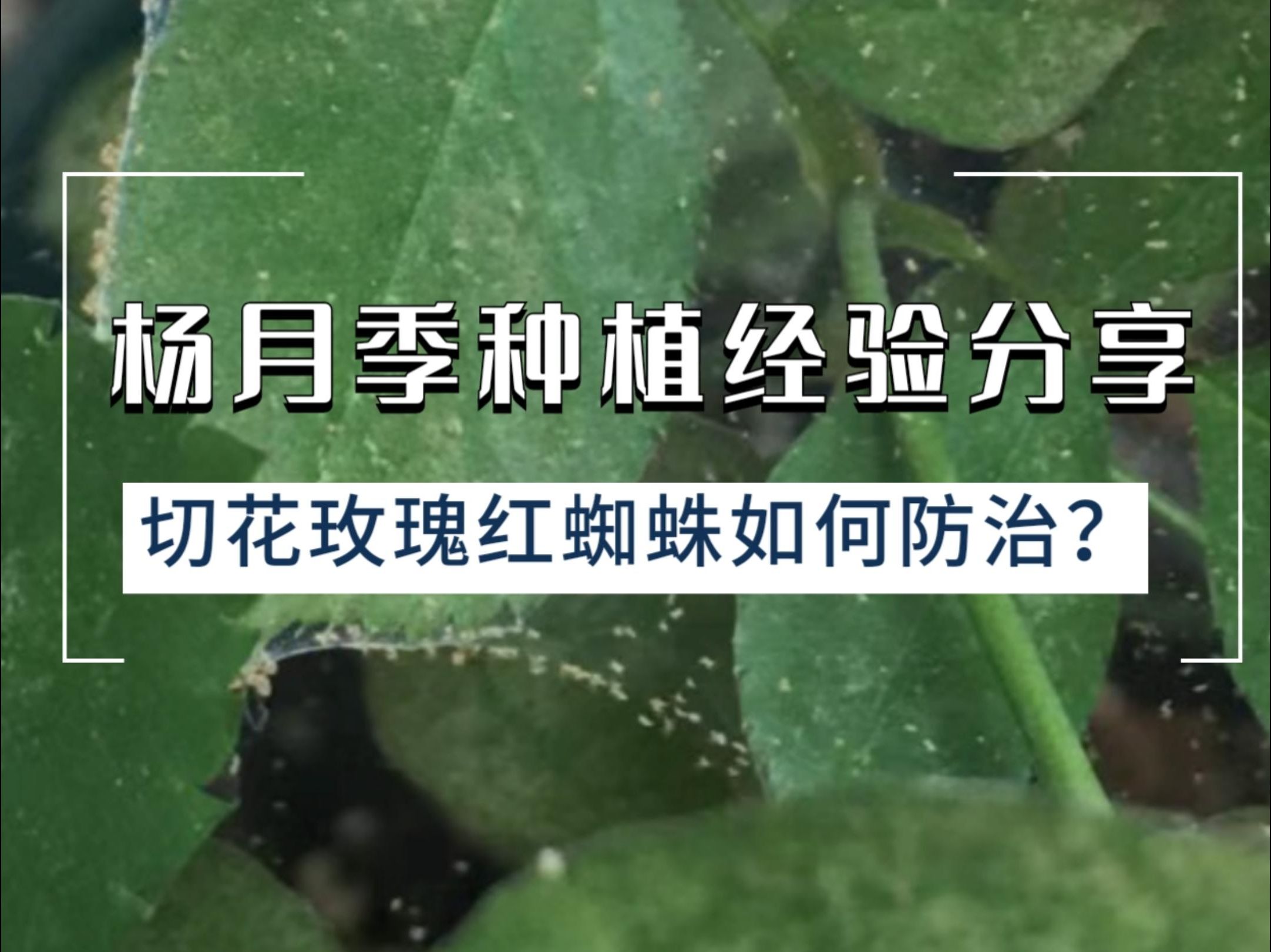 杨月季种植经验分享:切花玫瑰红蜘蛛如何防治?哔哩哔哩bilibili