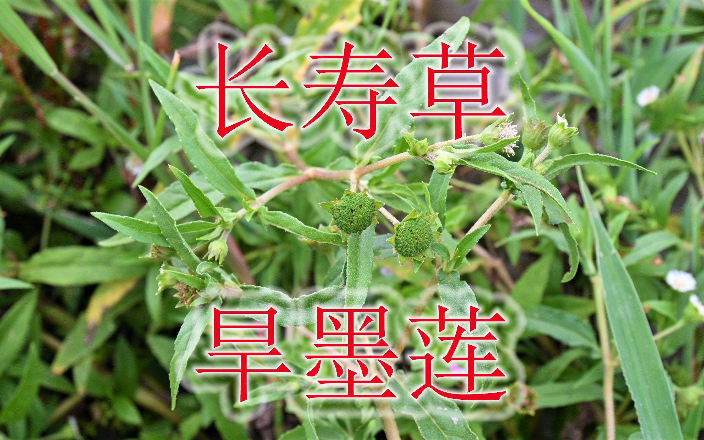 旱墨莲与长生不老有关?植物药名墨旱莲,能染发当作野菜