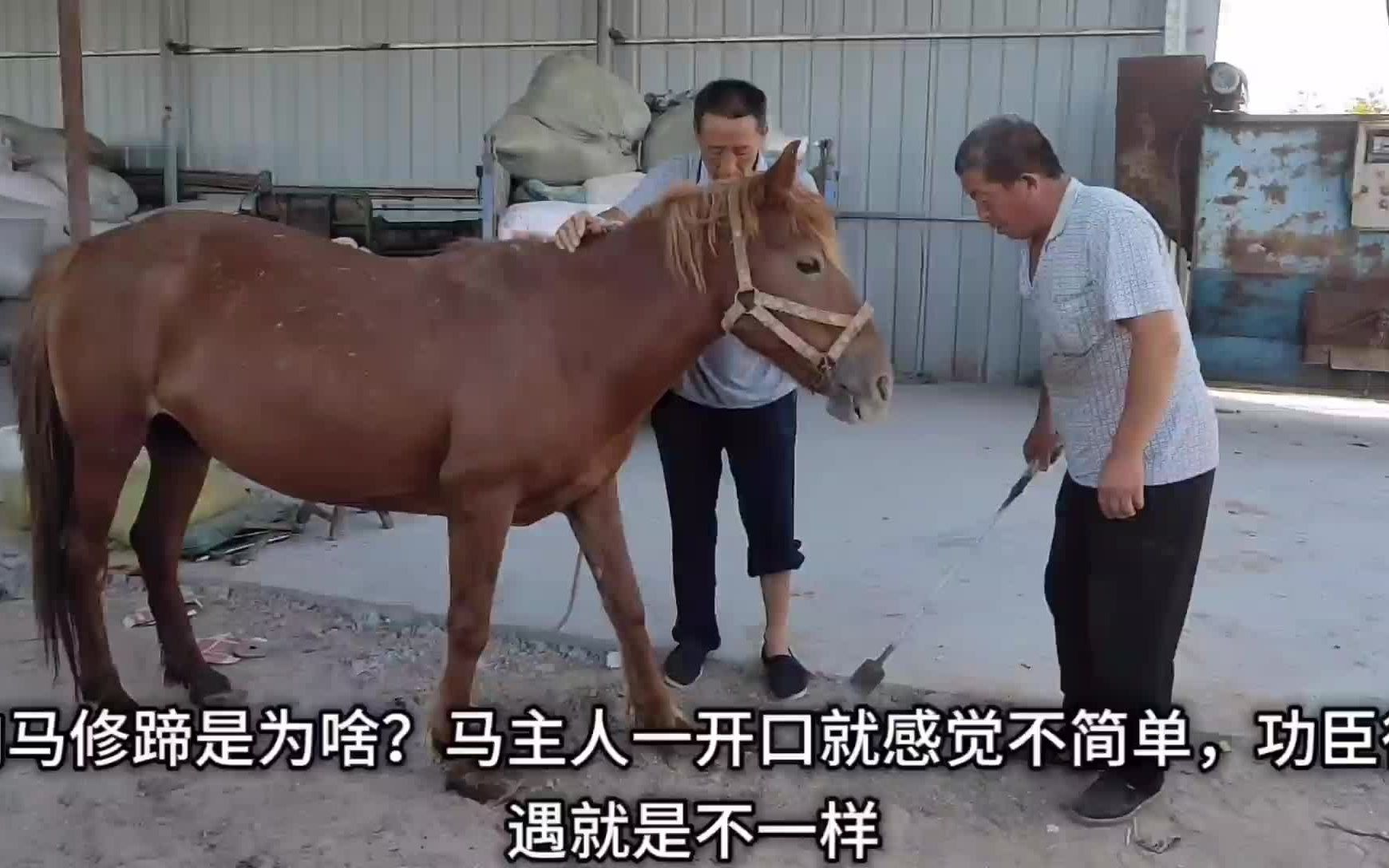 肉马蹄子腐烂淤血有血包,奶活五匹小马待遇提高,听听马主人咋说哔哩哔哩bilibili