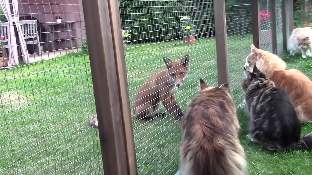 [图]缅因猫跟狐狸交流猫生经验