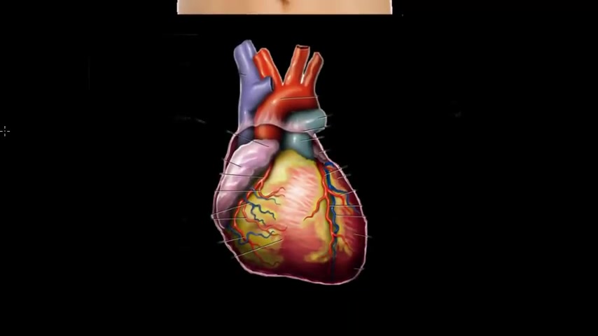 Meet the heart! | Circulatory system physiology | NCLEXRN | Khan Academy哔哩哔哩bilibili