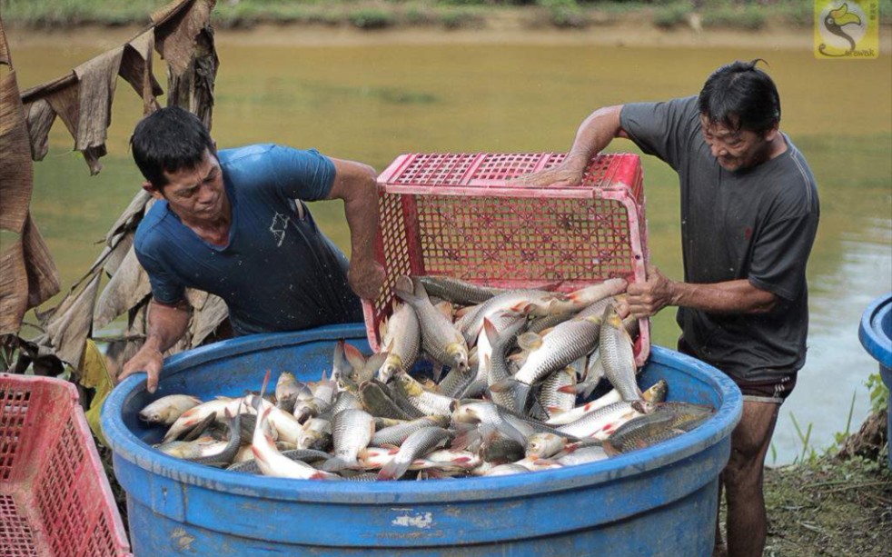 鲢鱼2.7元一斤,又到农村鱼塘丰收季,实拍养鱼农民捕捞收获情景