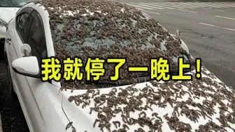 九 亿 车 主 的 噩 梦